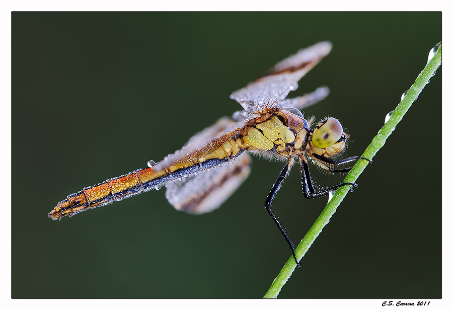 Libellula