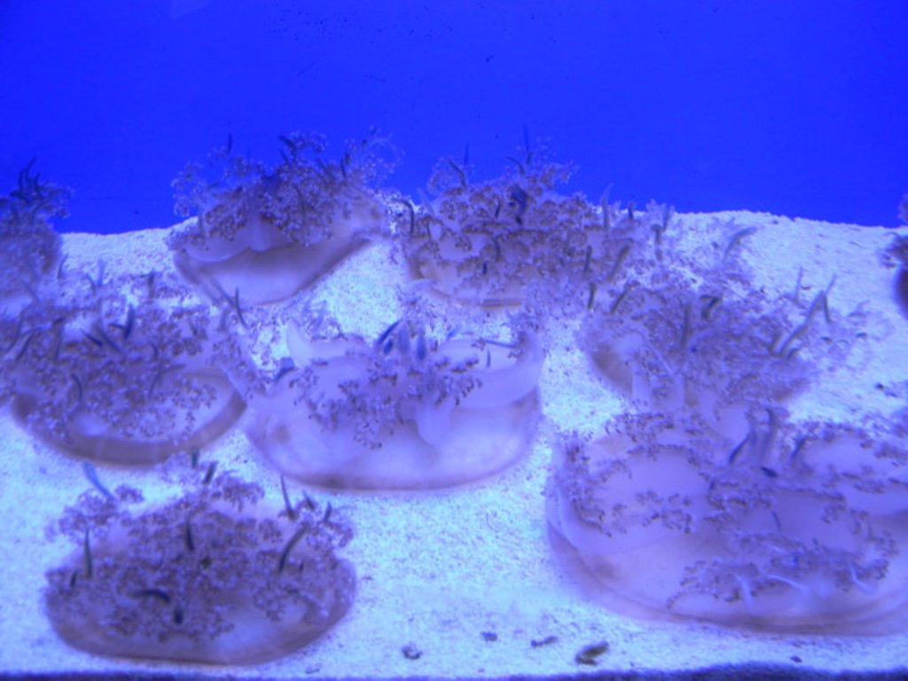 le meduse in acquario