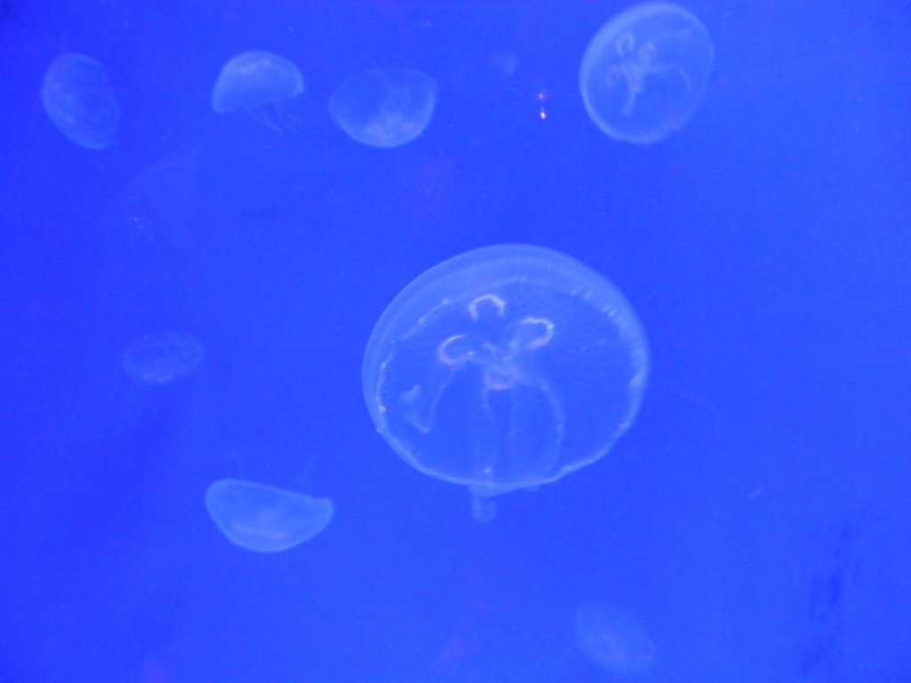 meduse 2