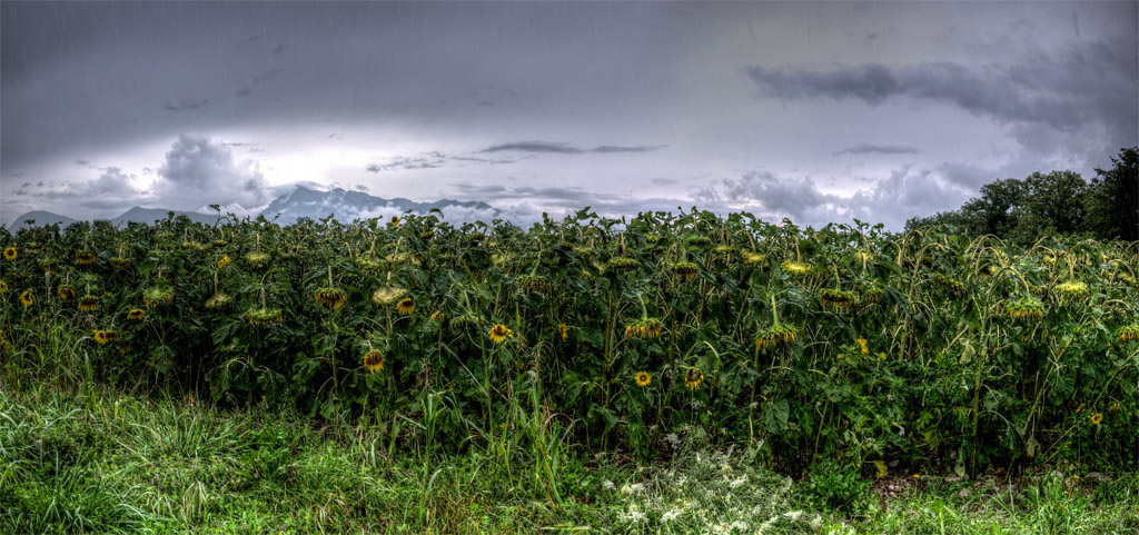 Che succede ai girasoli quando piove?