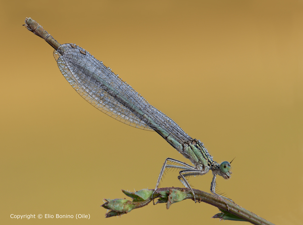 Platycnemis pennipes