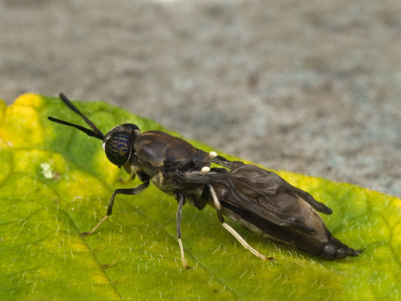 dittero neo...sfarfallato