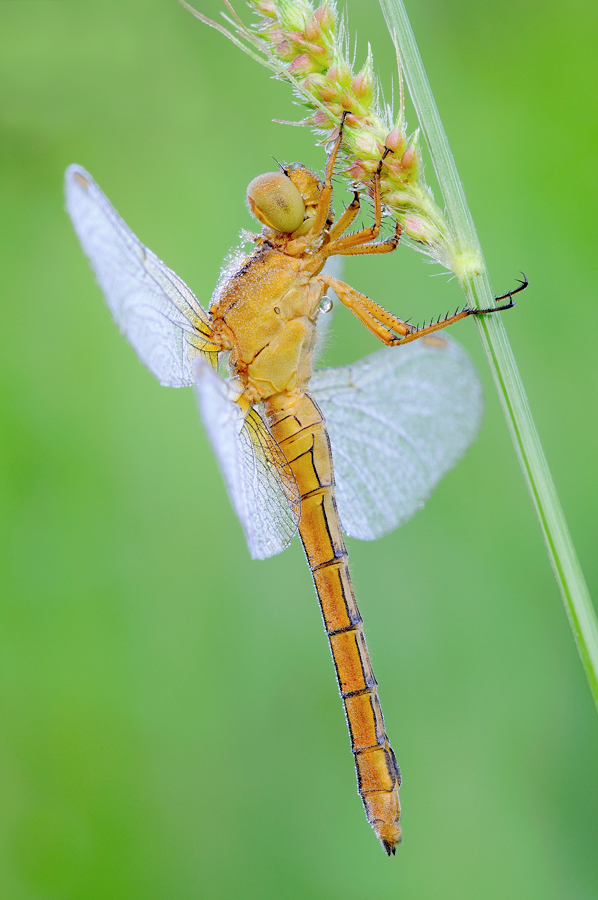 Orthetrum coerulescens