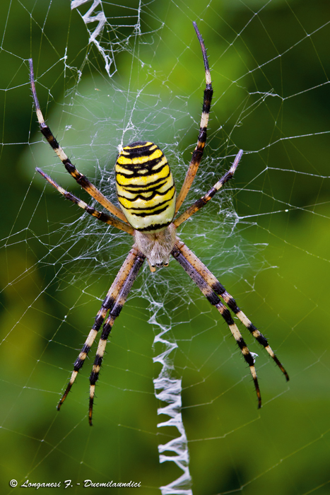 Argiope, il ragno del sole.