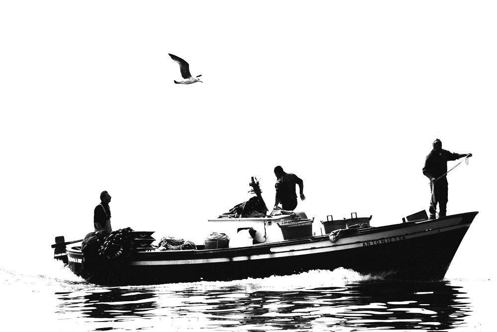 il gabbiano ed Antonietta