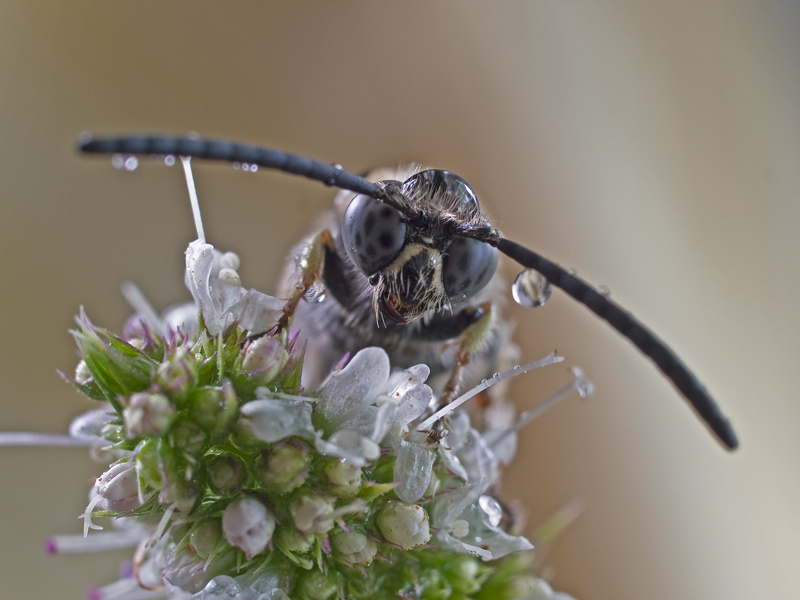 come cappello....una goccia...