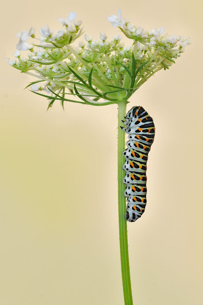 Papilio machaon