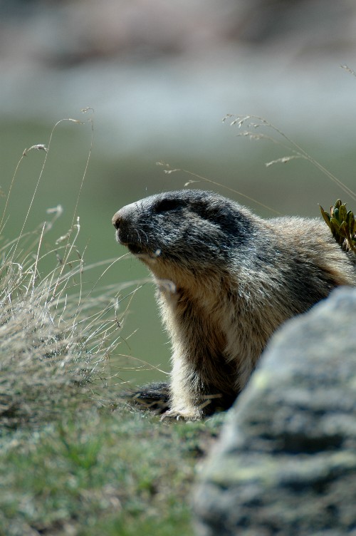 marmotta