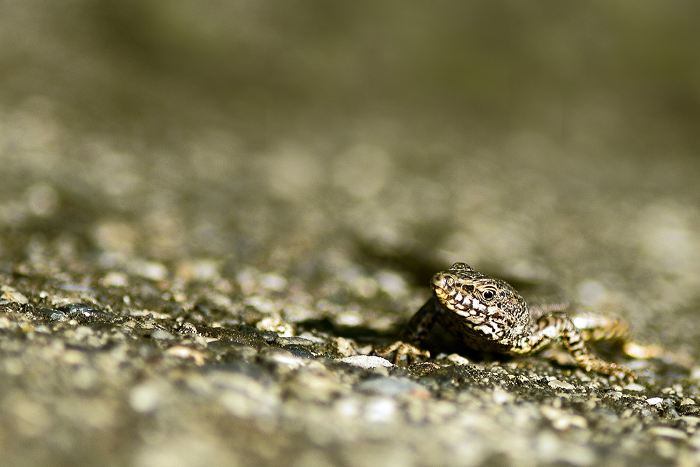 L'occhio della lucertola