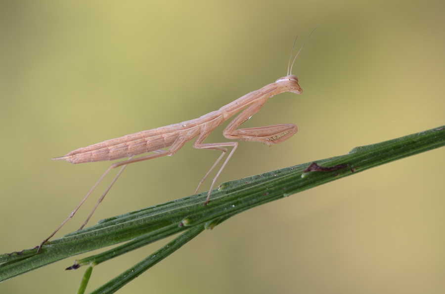 Primo scatto con il Canon 180...