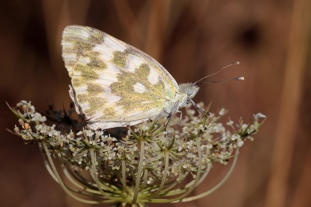 ...In Una Coppa...!!!