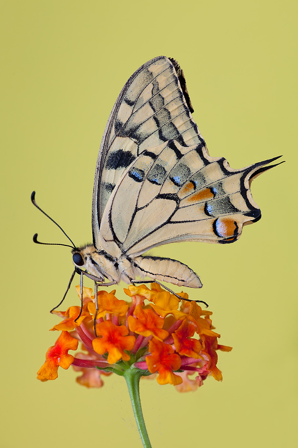 ...Papilion su Lantana...