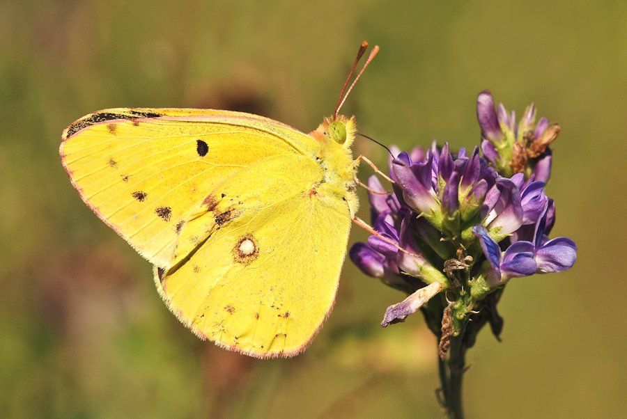 Colias crocea