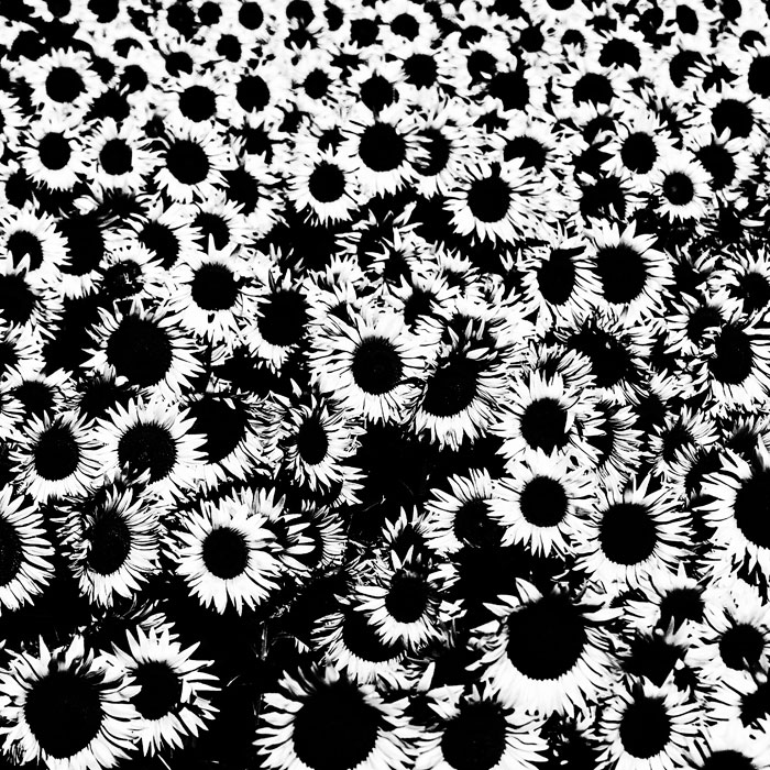 astratto con girasoli