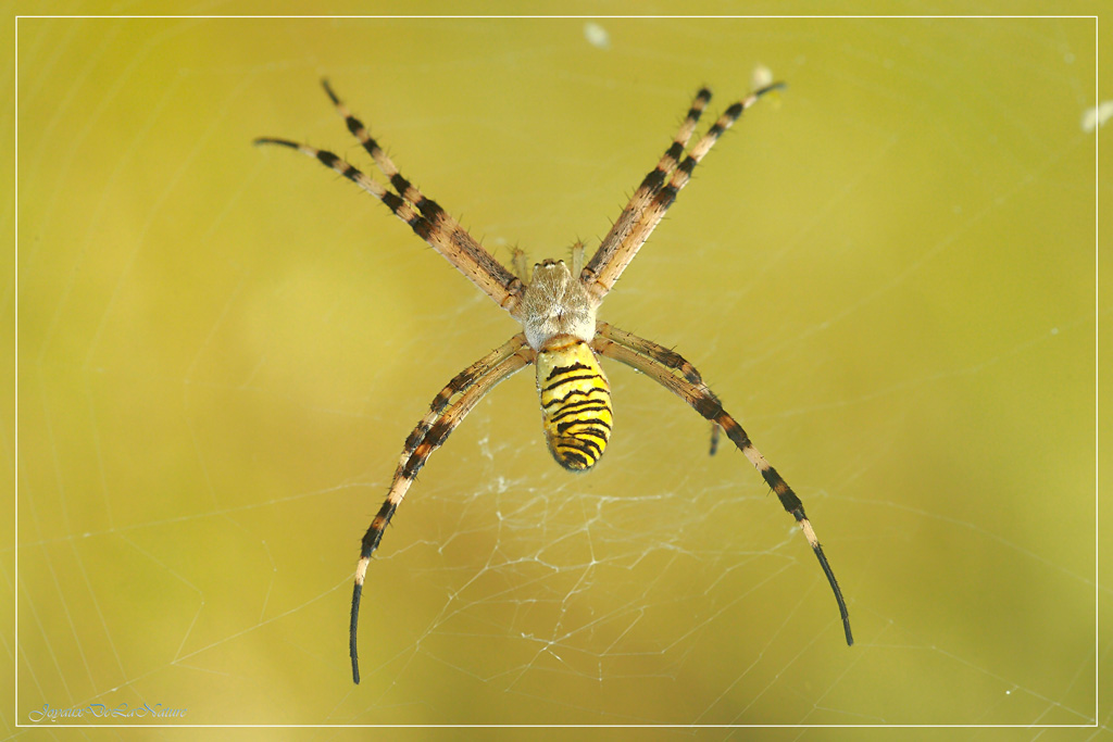 Argiope