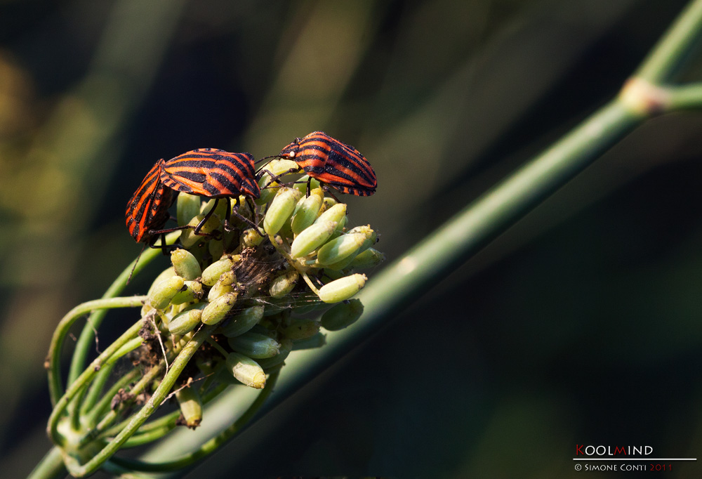 Graphosoma Italicum