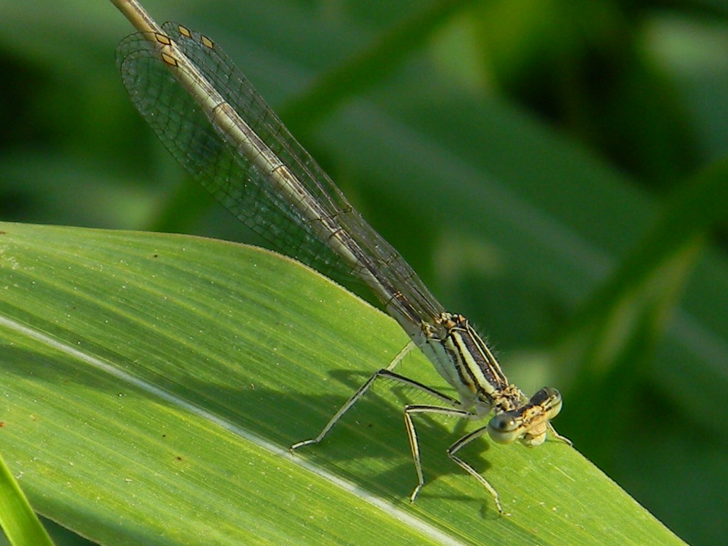 Gli abitanti della campagna cremasca