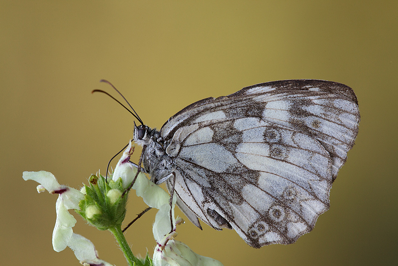 Melanargia... sbiadita