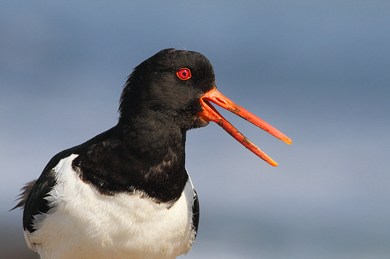 BECCACCIA (RITRATTO)