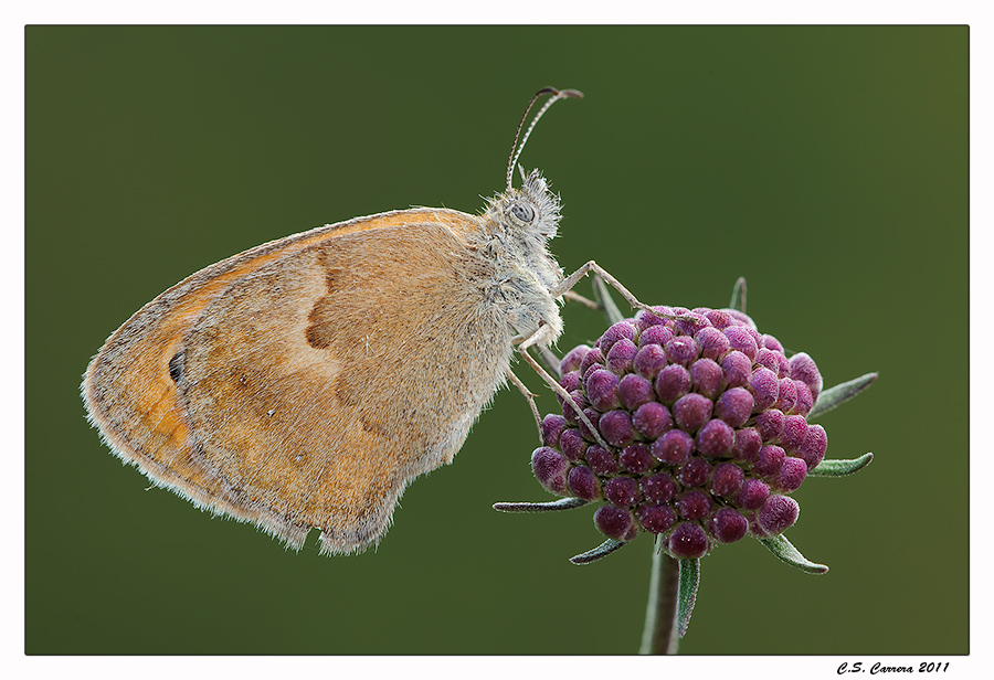 Coenonympha pamphilus