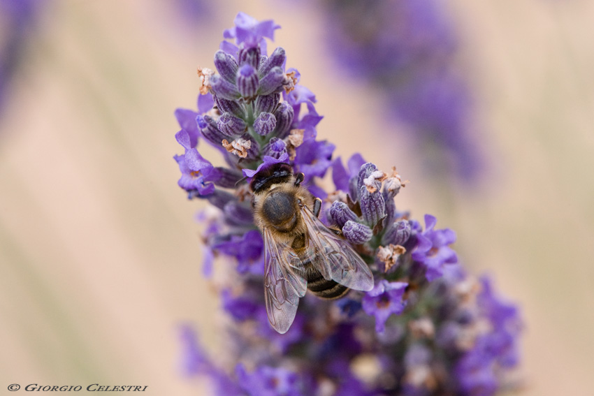 Miele di lavanda