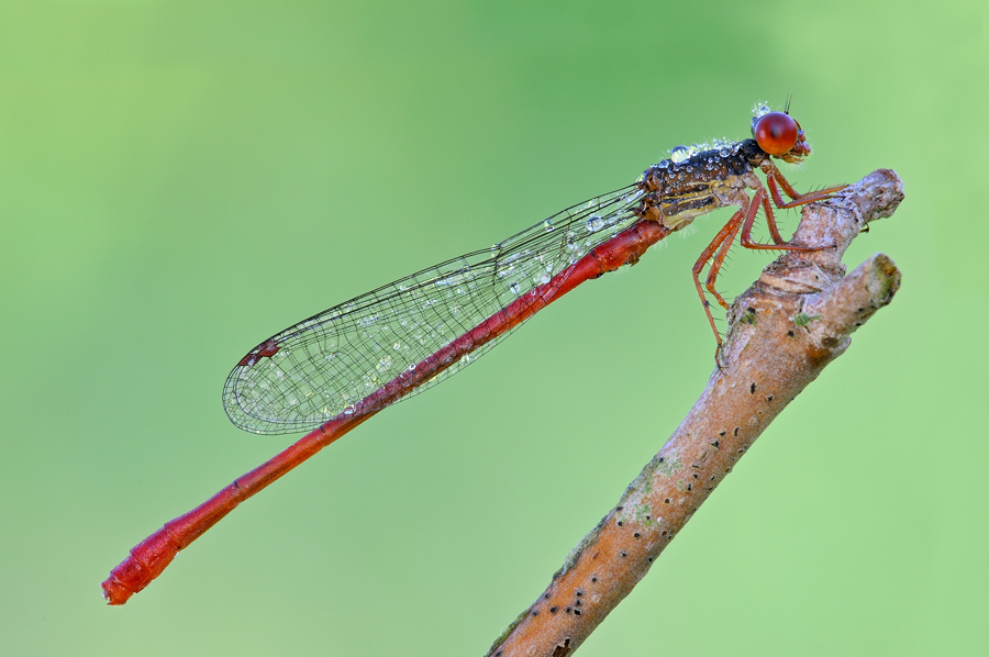 Ceriagrion tenellum