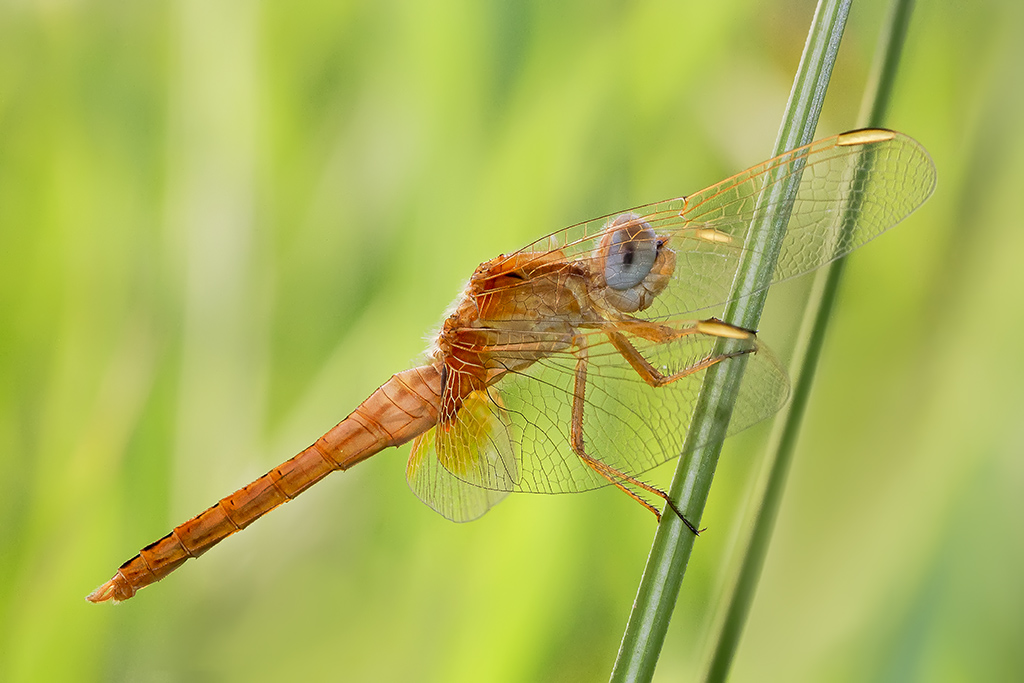 Crocothemis erythraea
