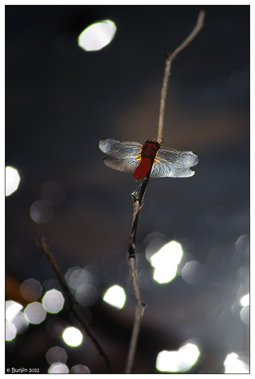 La libellula con le ali di cristallo