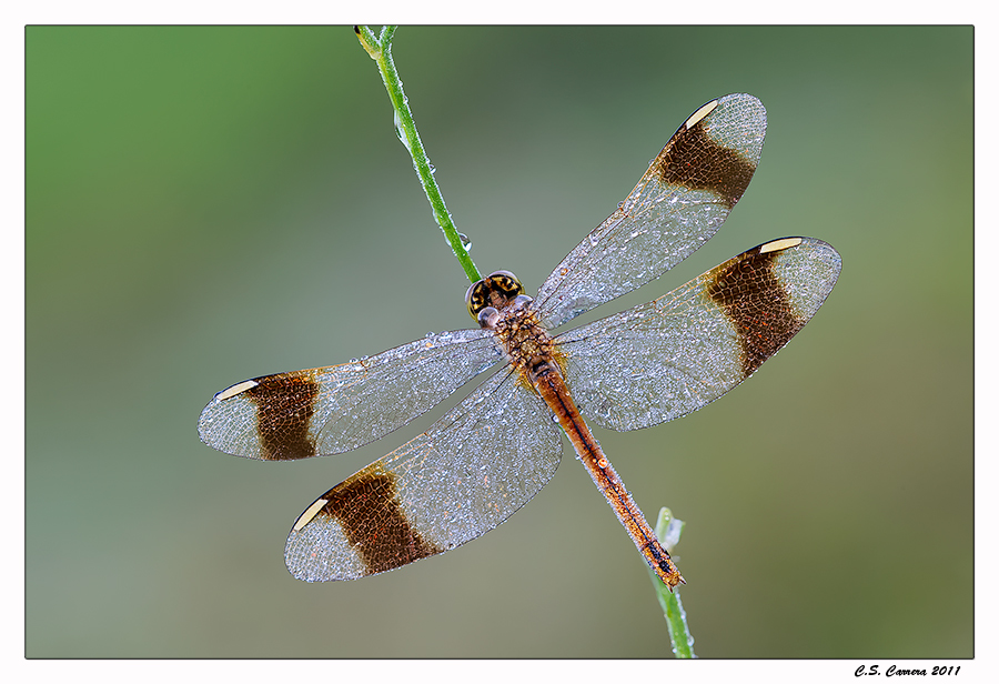 Libellula ali aperte