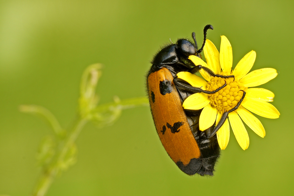 Mylabris variabilis (agg. modifica dominante gialla)