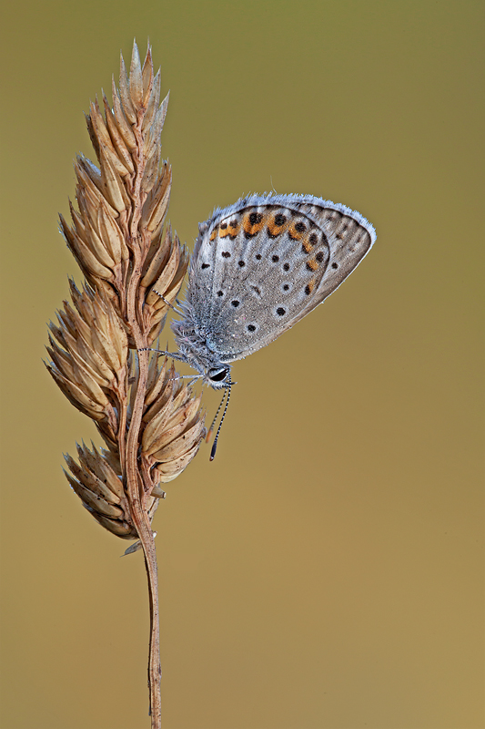 Polyommatus icarus