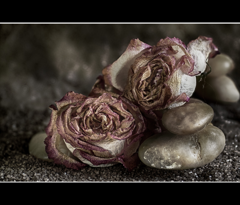 .:.Rose sabbia sassi.:.