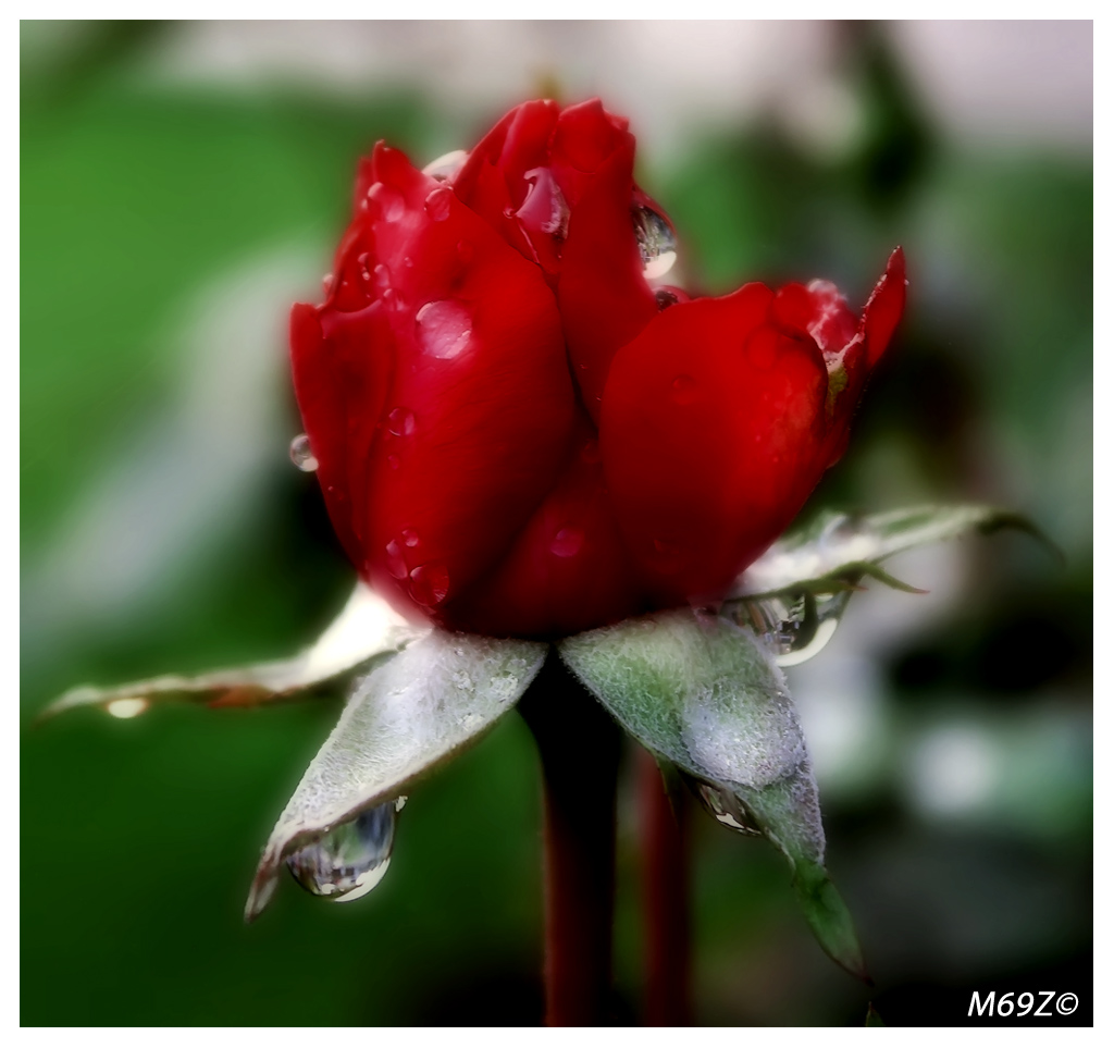 rosa con halo effect