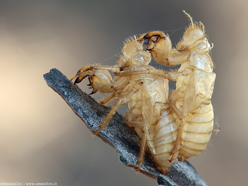 Exuvie di Cicada orni