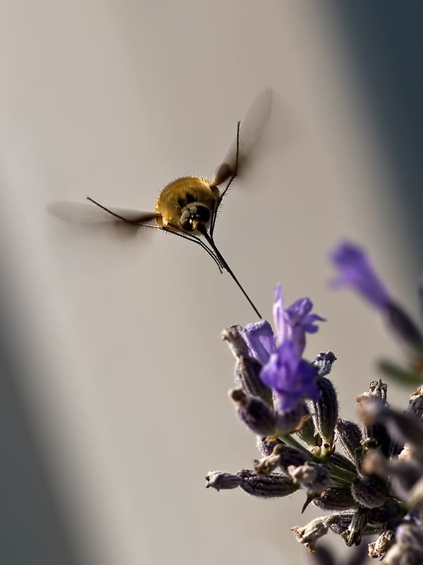 bersaglio...centrato...