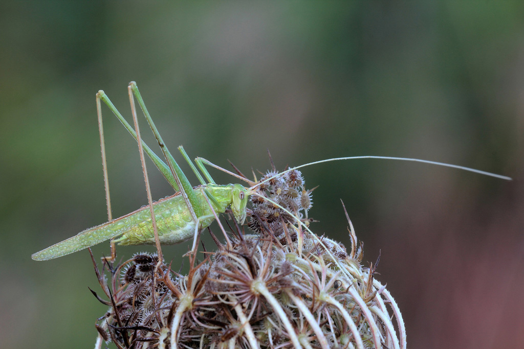 ...Ingombrante...!!!