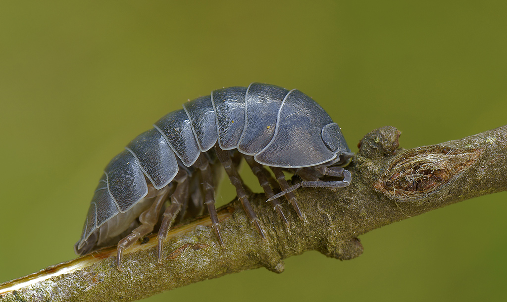 (isopoda) Armadillum vulgare...a dopo le ferie...