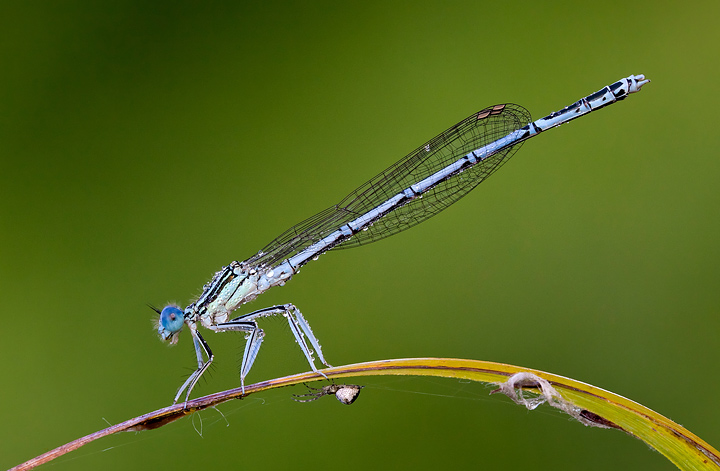 Giocando a nascondino