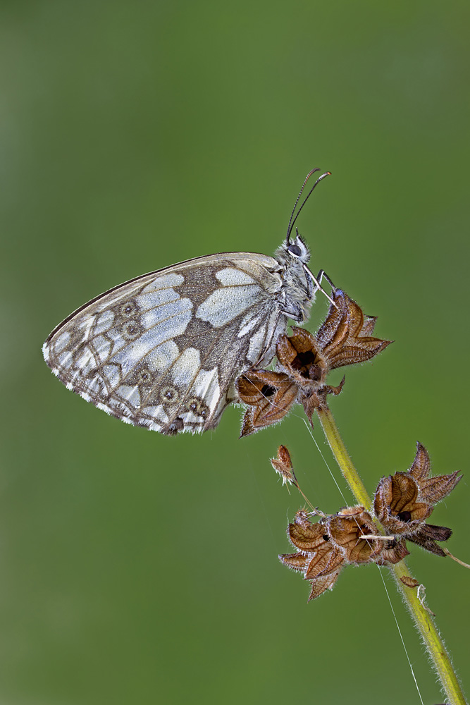 Melanargia Galathea parte seconda