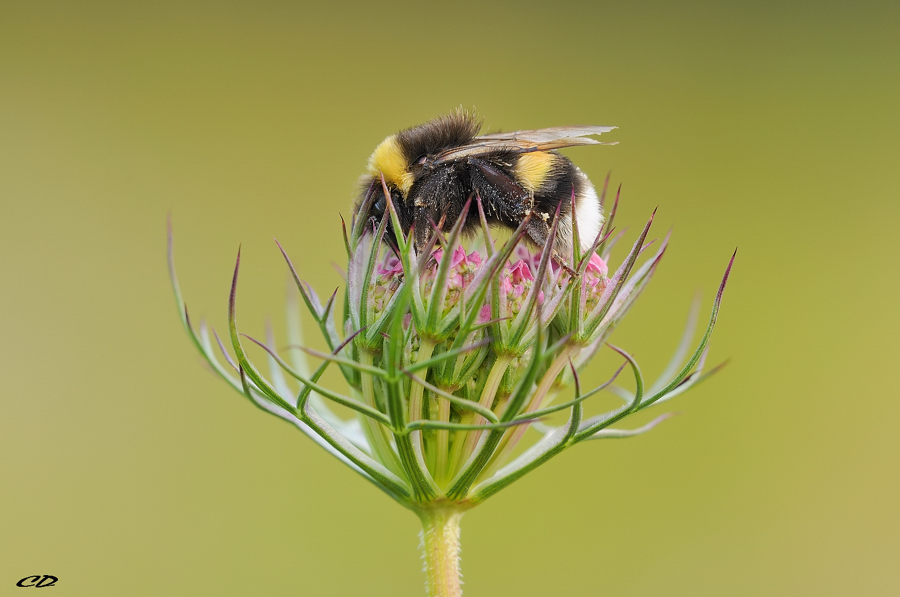 Bombus hortorum