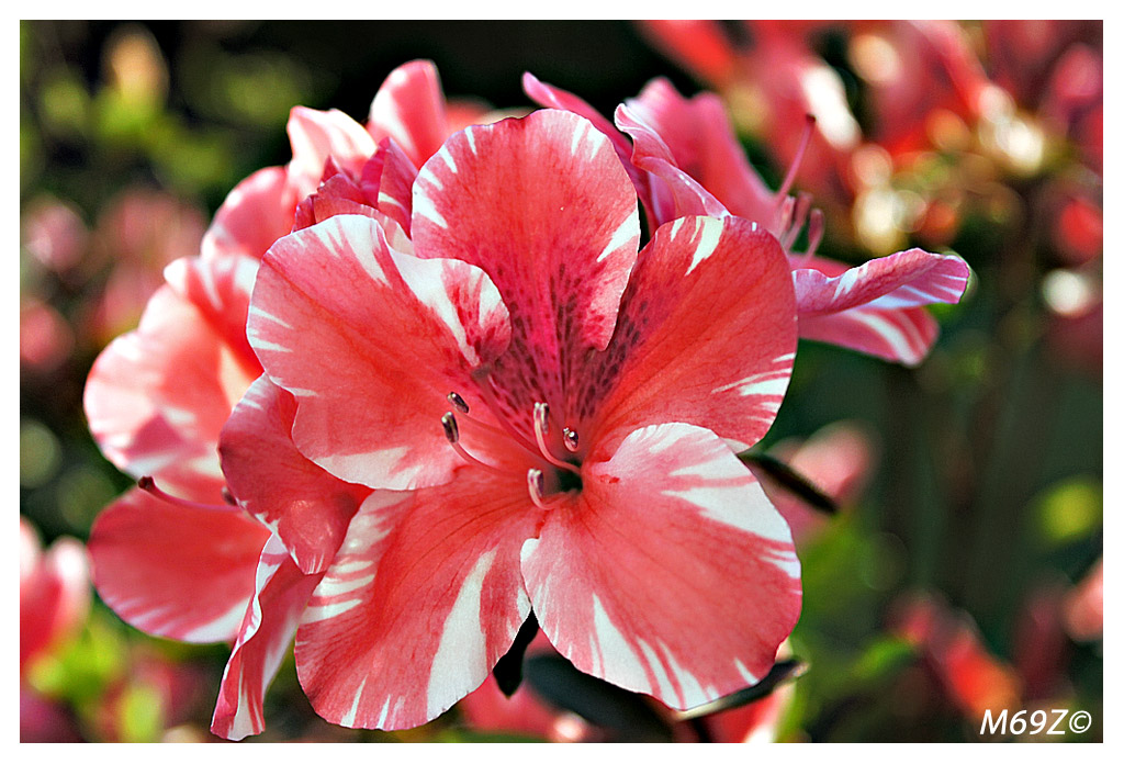 fingendo di saper fare le macro..