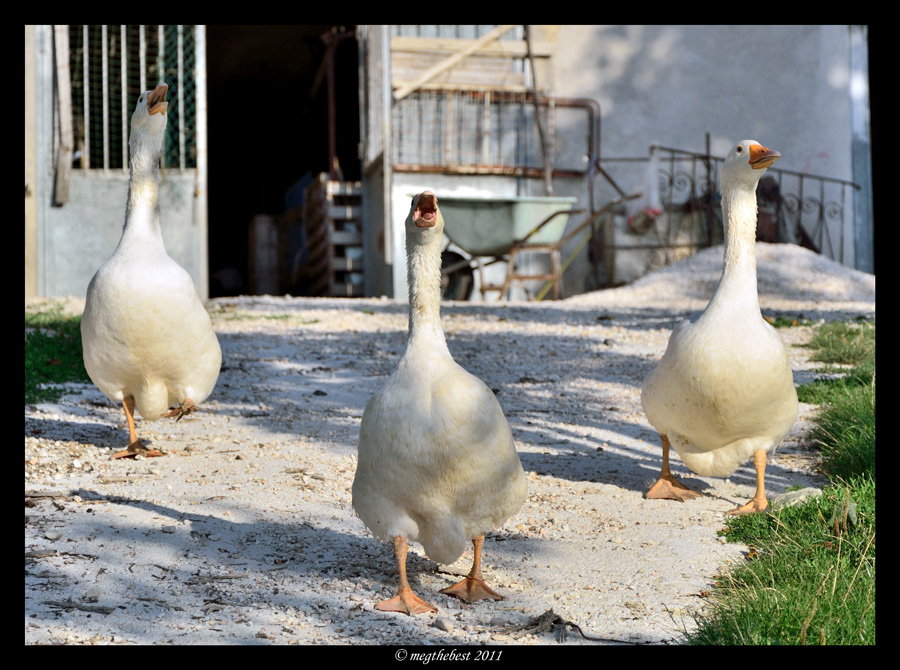 I tre moschettieri all'attacco