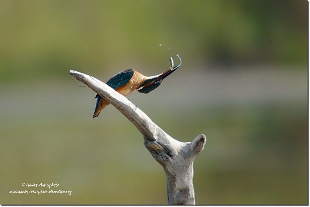 Martina contorsionista(Alcedo Atthis)
