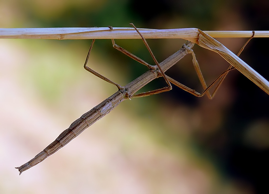 Volteggi alla sbarra