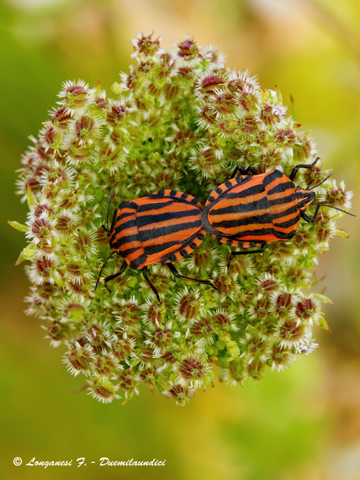 Letto matrimoniale...