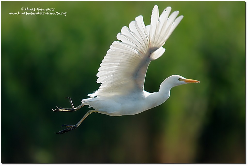 Il balzo del Guardabuoi