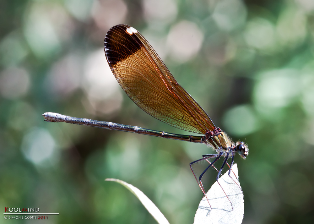 Calopteryx Haemorrhoidalis Female