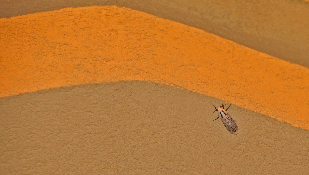 Le regole sono regole