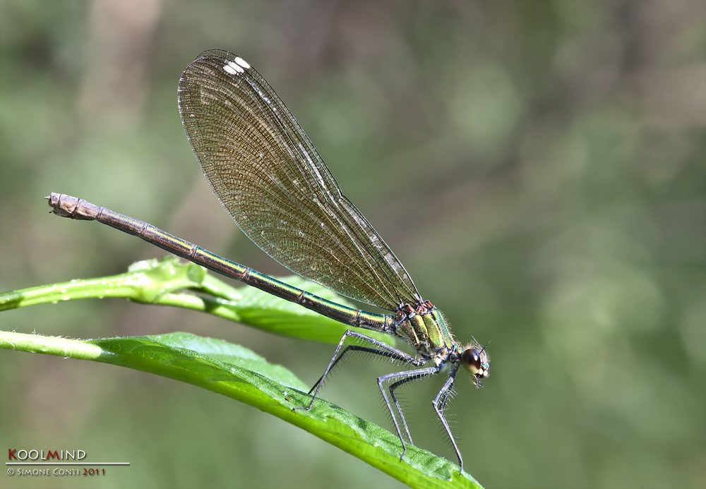Calopteryx spendens a pancia piena
