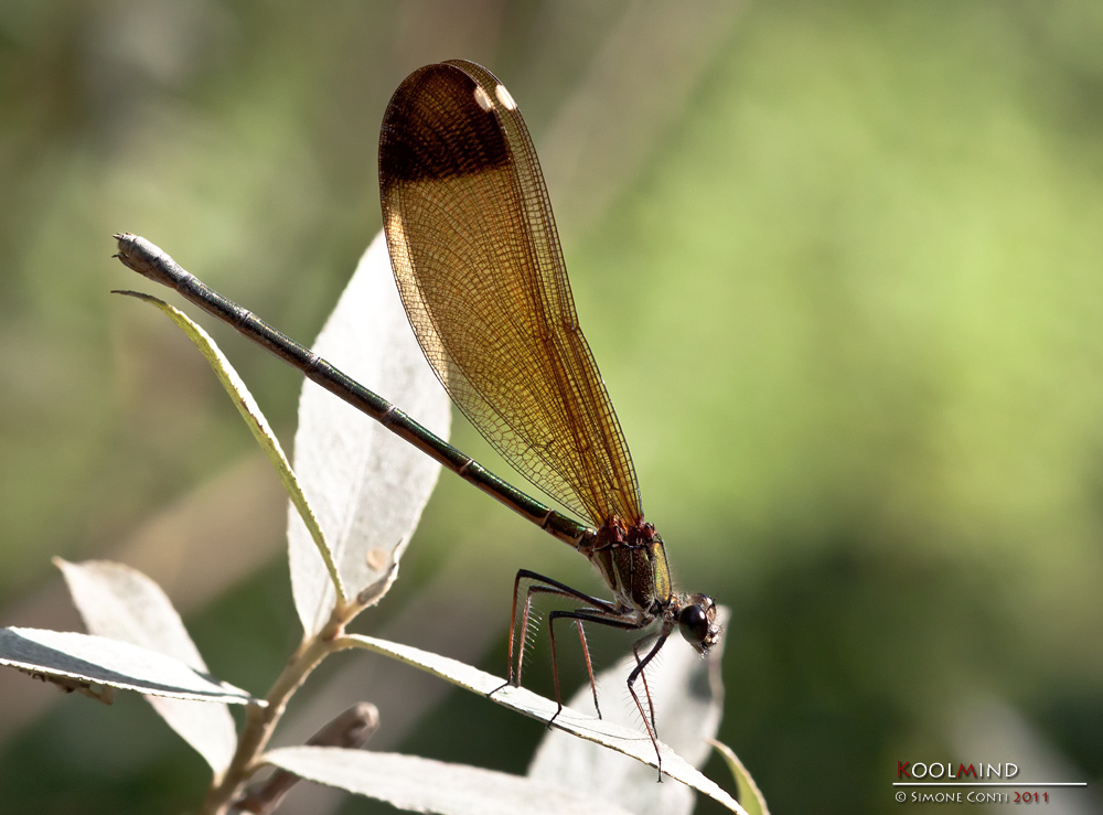 Femmina di C. Haemorroidalis